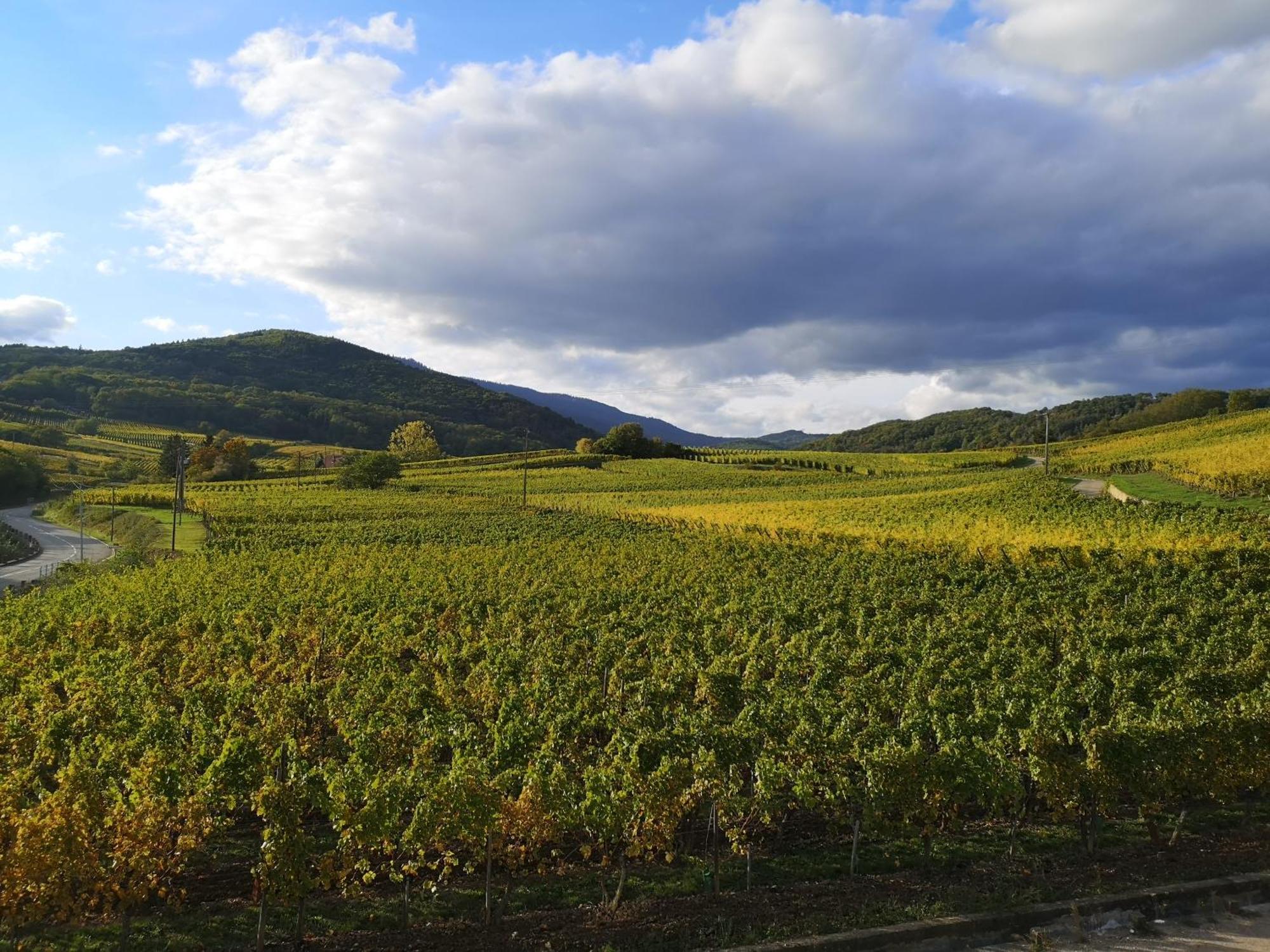 L'Altenberg Bergheim Εξωτερικό φωτογραφία